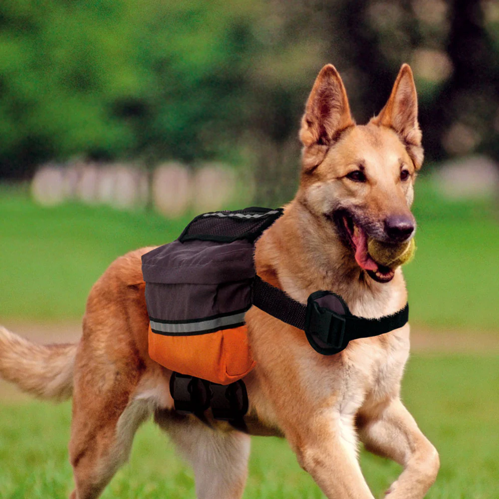 DOG SCOUT - Image 2