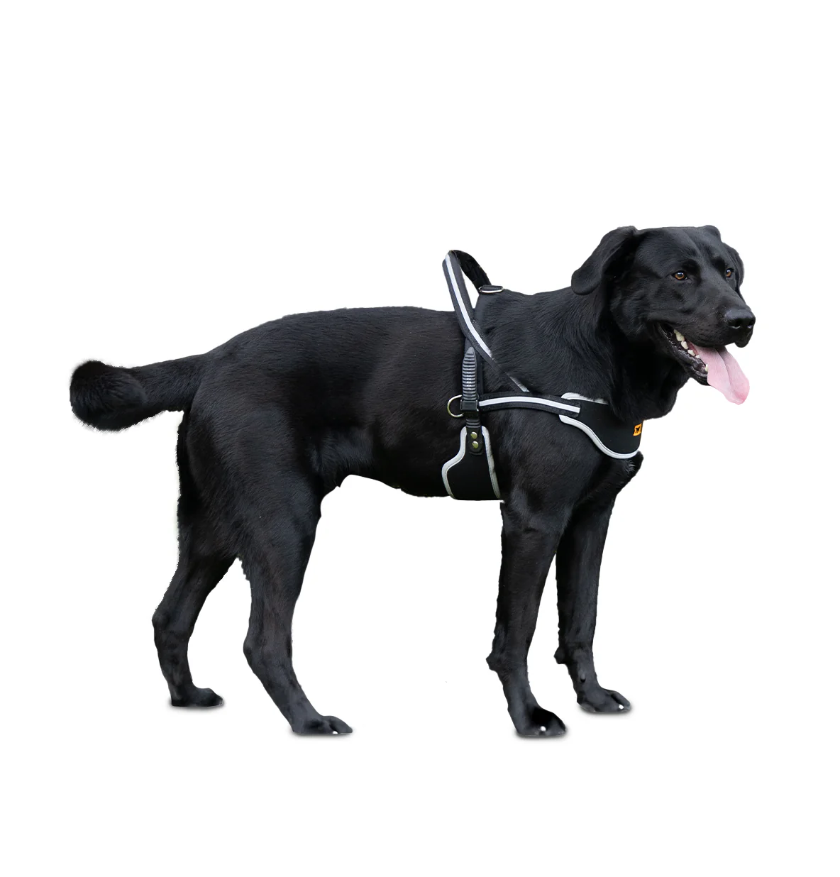 ERGOCOMFORT NORDIC - Image 10